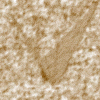 brown11.gif